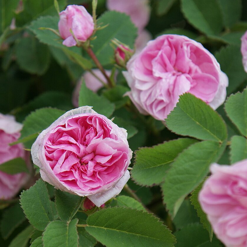 Rosa centifolia, Petite de Hollande | © UMJ - PS