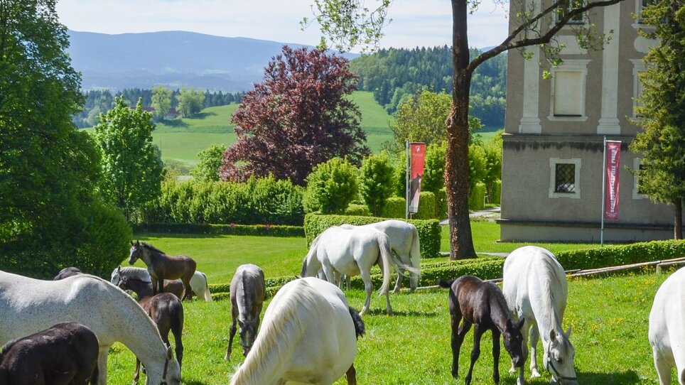 Stuten mit Fohlen im Lipizzanergestüt Piber | © Lipizzanergestüt piber