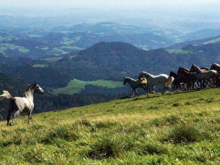 Lipizzaner Jungstuten auf der Brendlalm (c) Meike Brucher