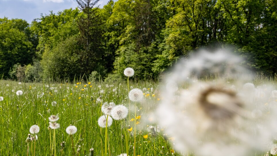 Feld mit Löwenzahn und Bäumen im Hintergrund, unscharf. | © Graz Tourismus