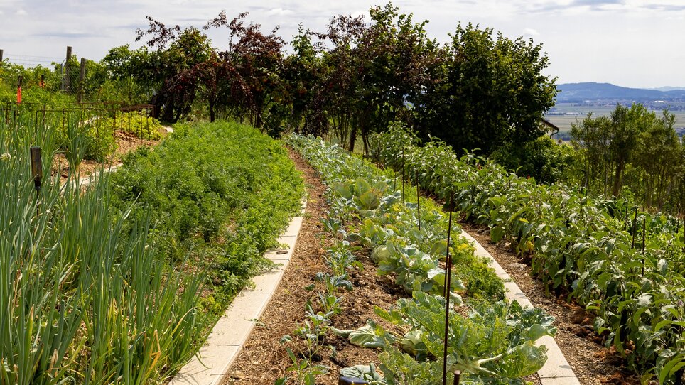 Vegetable beds in a sunny garden landscape with clouds. | © Graz Tourismus
