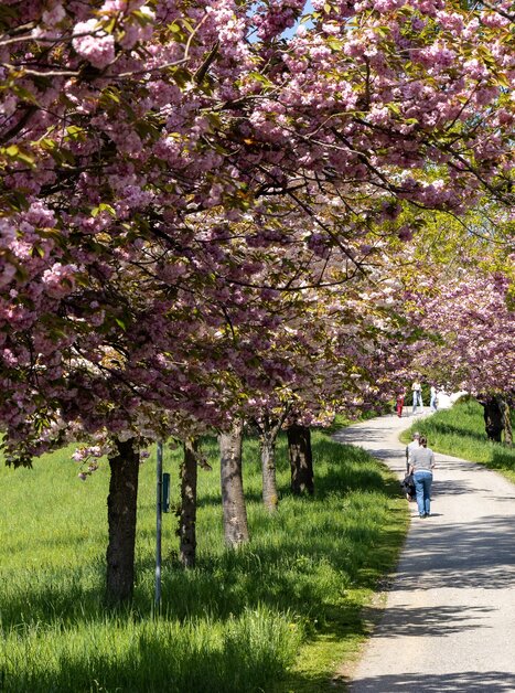 Ein Spaziergang unter blühenden Kirschbäumen in Graz.