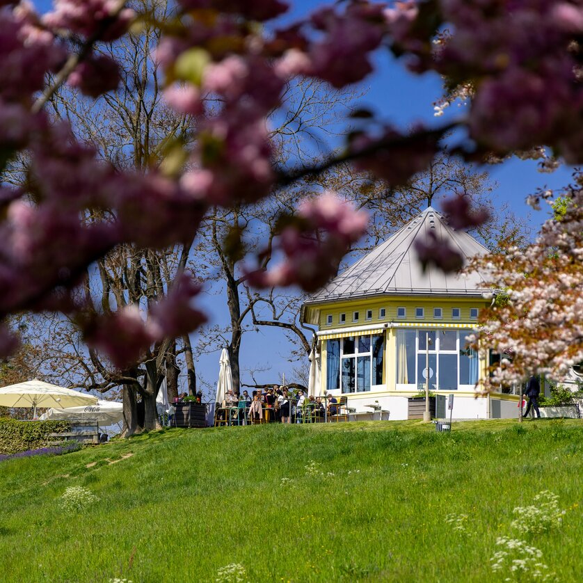 Ein Pavillon umgeben von blühenden Bäumen und grünem Gras am Grazer Rosenhain.