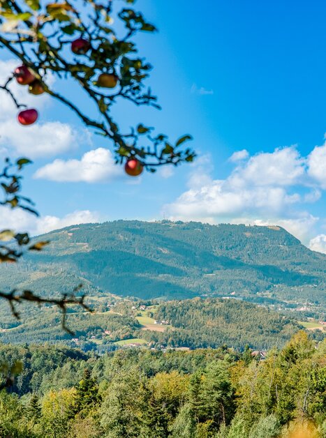 View over Schaftal and Stiftingtal valleys with apples in foreground and mountains in background. | © Graz Tourismus