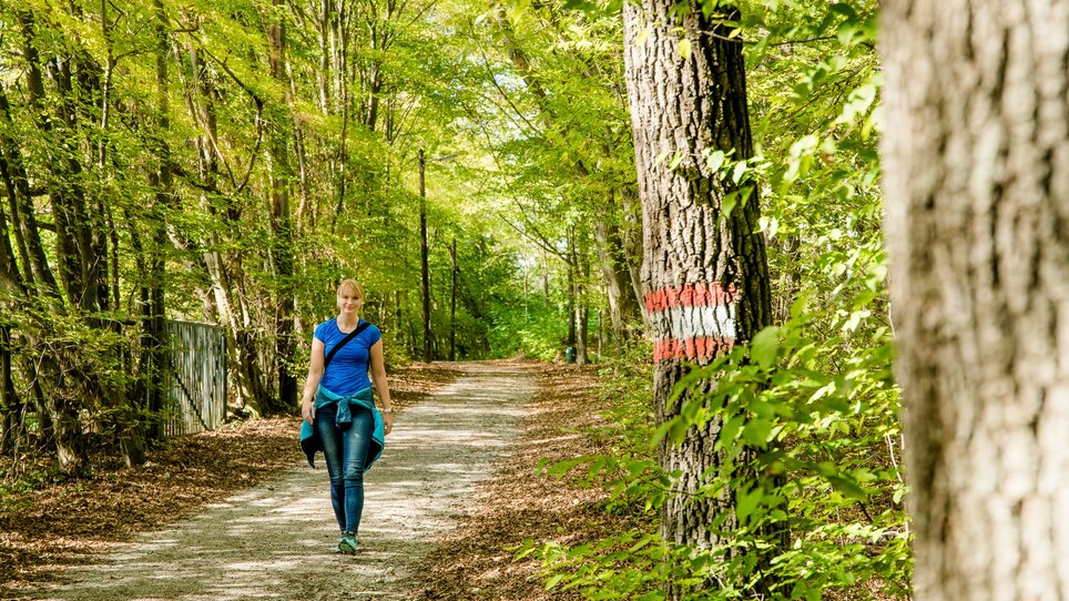 Eine Frau geht in einem Wald auf einem Weg, umgeben von Bäumen und Blättern. | © Graz Tourismus