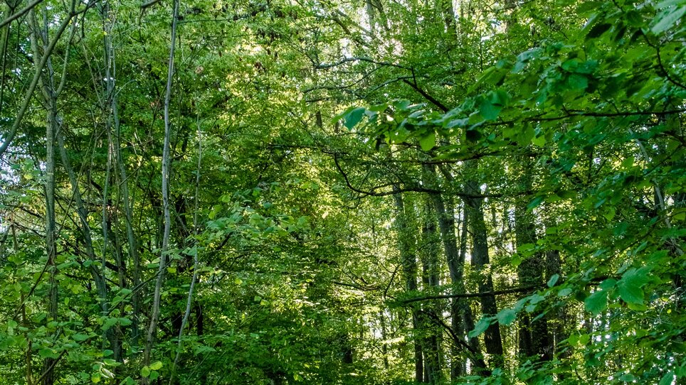 Young woman stands in green forest enjoying nature. | © Graz Tourismus