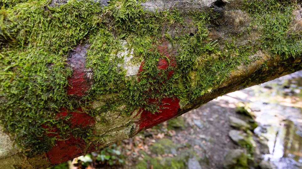 Moss-covered log with red markings in the Rettenbach gorge. | © Graz Tourismus