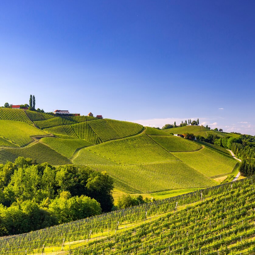 Blick auf die Südsteirische Weinstraße bei Gamlitz | © Steiermark Tourismus/Harry Schiffer Südsteirische Weinstraße - Impression #1 | © Steiermark Tourismus/Harry Schiffer