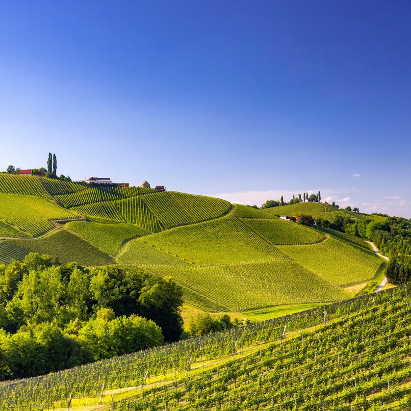 The South Styrian Wine Road - Impression #1 | © Steiermark Tourismus/Harry Schiffer