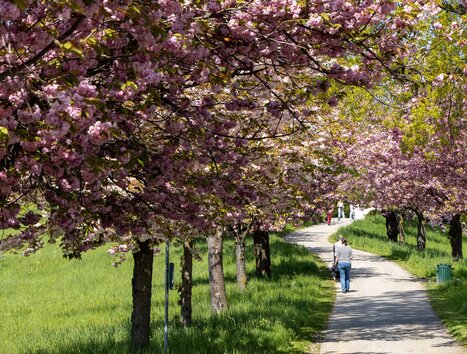 Rosenhain - Mariagrün (c) Graz Tourismus - Harry Schiffer