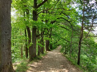 Un sentiero tranquillo nel bosco fiancheggiato da alberi verdi in una giornata di sole. | © Graz Tourismus