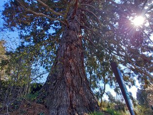 Ein großer Baum mit der Sonne, die durch die Äste scheint im Grazer Urwald. | © Graz Tourismus Information