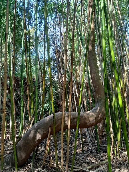 A crooked tree amidst upright bamboo. | © Graz Tourismus Information
