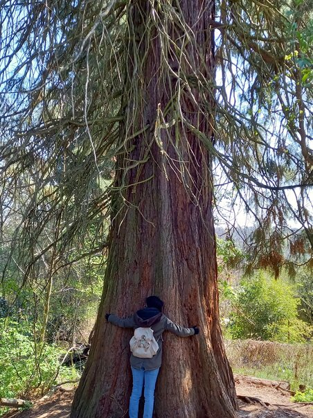 A person is hugging a large tree in nature. | © Graz Tourismus Information