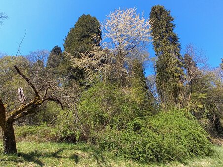 Grazer Urwald | © Graz Tourismus Information