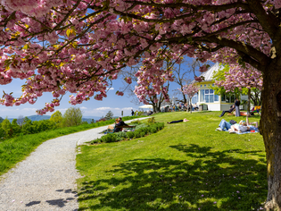 Ciliegi in fiore, erba verde e persone rilassate nel parco. | © Graz Tourismus - Harry Schiffer
