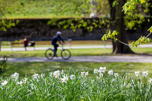 Frühling im Stadtpark in Graz mit blühenden Narzissen und Radfahrer. | © Graz Tourismus - Harry Schiffer