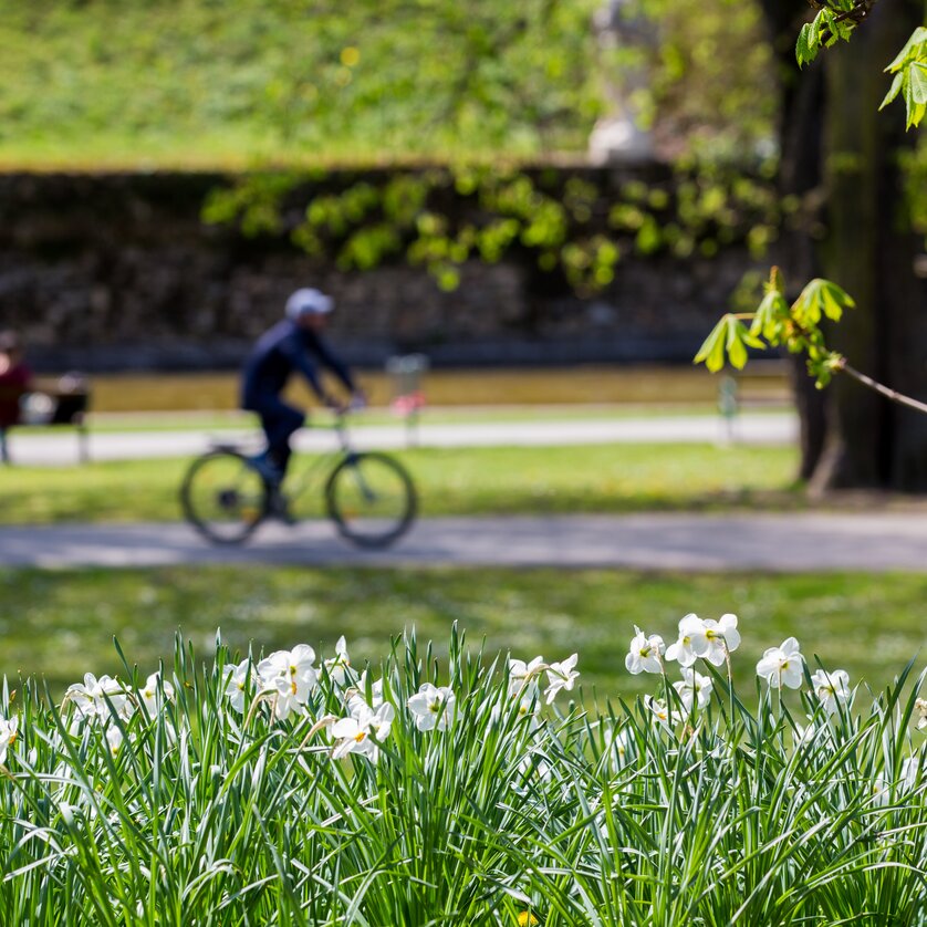 Stadtpark in Graz | © Graz Tourismus - Harry Schiffer Frühling im Stadtpark in Graz mit blühenden Narzissen und Radfahrer. | © Graz Tourismus - Harry Schiffer