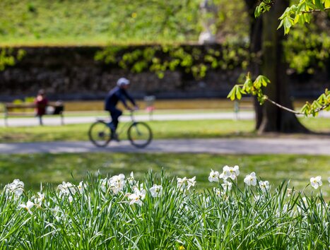 Spring in Graz Stadtpark with blooming daffodils and cyclist. | © Graz Tourismus - Harry Schiffer