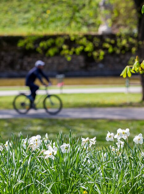 Frühling im Stadtpark in Graz mit blühenden Narzissen und Radfahrer. | © Graz Tourismus - Harry Schiffer
