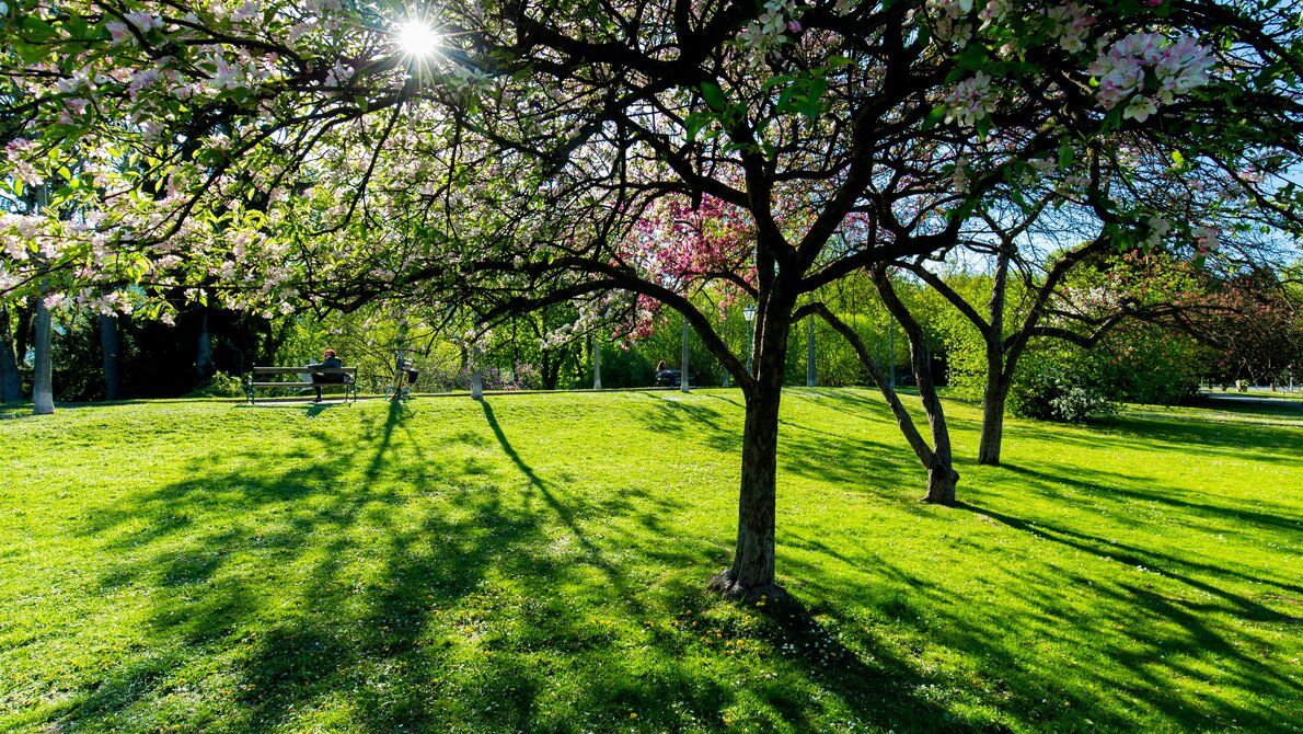 Blooming tree in city park, with sun rays and green grass. | © Graz Tourismus - Harry Schiffer
