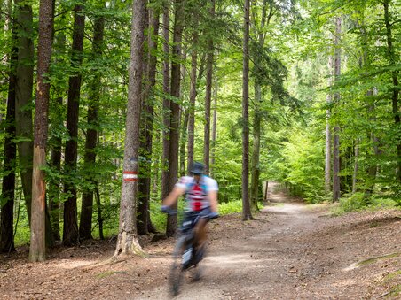 Ein Radfahrer bewegt sich durch einen grünen Waldweg. | © Graz Tourismus - Harry Schiffer