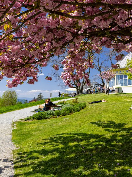 Sunset in the park with blooming cherry trees. | © Graz Tourismus - Harry Schiffer