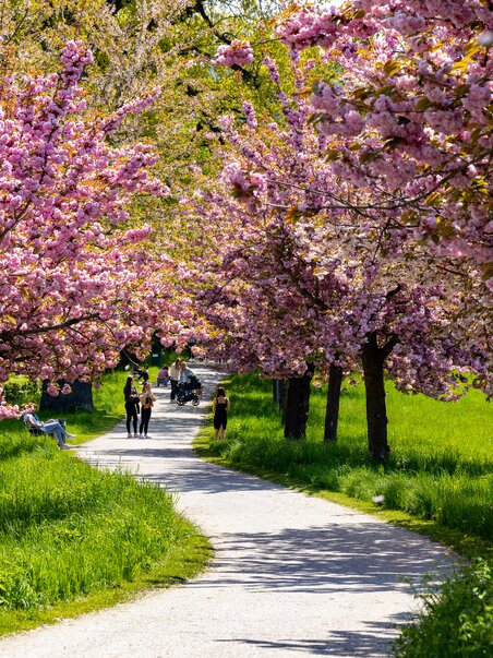 A beautiful path winds through blooming cherry trees in spring. | © Graz Tourismus - Harry Schiffer