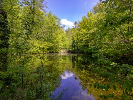 Idyllic view of a calm body of water surrounded by green forest. | © Graz Tourismus - Harry Schiffer