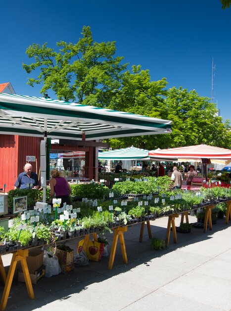 Bunte Stände mit frischen Kräutern und Gemüse am Lendplatz in Graz. | © Graz Tourismus - Harry Schiffer