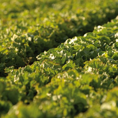 Weitläufiges Feld mit frischem, grünem Salat im Sonnenlicht. | © GenussRegion Österreich