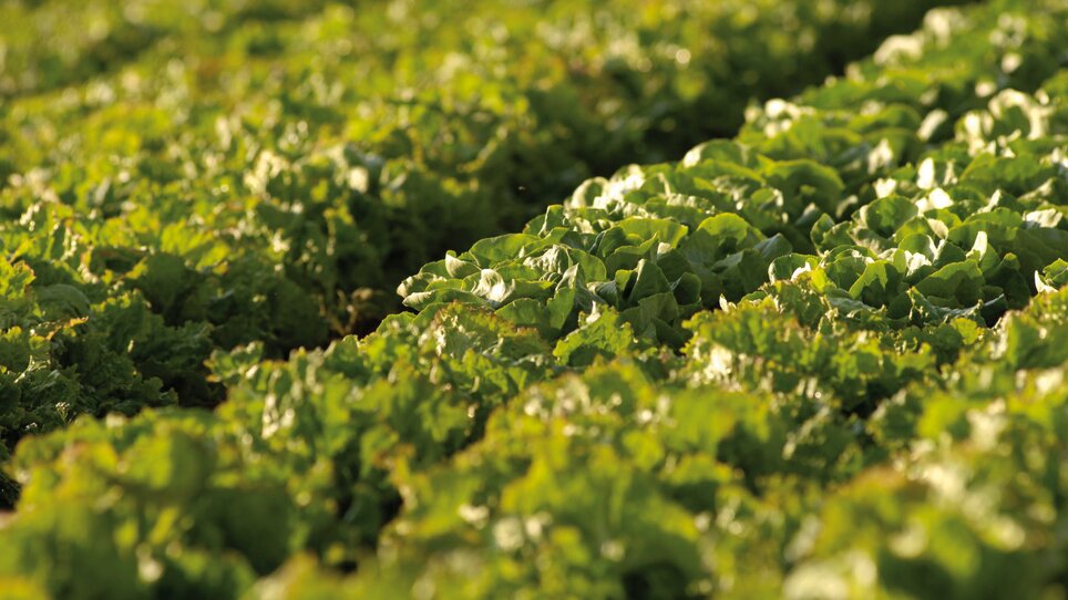 Grazer Krauthäuptel | © GenussRegion Österreich