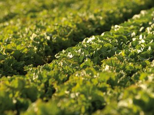 Expansive field of fresh green lettuce in sunlight. | © GenussRegion Österreich