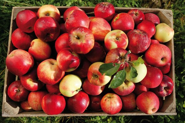 Una scatola piena di mele rosse e verdi, freschamente raccolte. | © GenussRegion Österreich