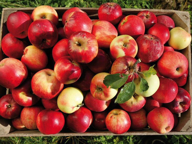 A box filled with red and green apples, freshly harvested. | © GenussRegion Österreich