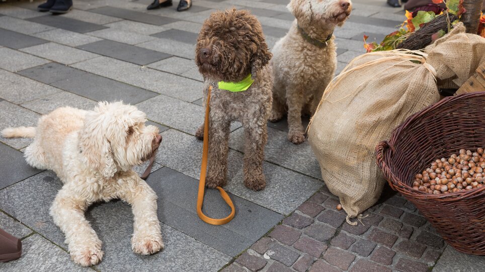 Three dogs at the truffle market in Graz, surrounded by bags of nuts. | © Graz Tourismus - Harry Schiffer