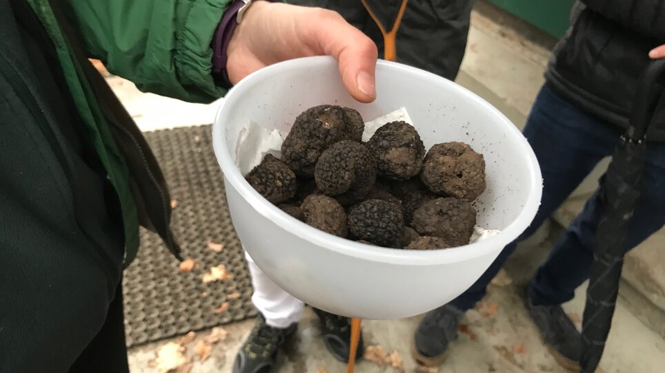A hand holds a bowl of freshly harvested truffles. | © GBG