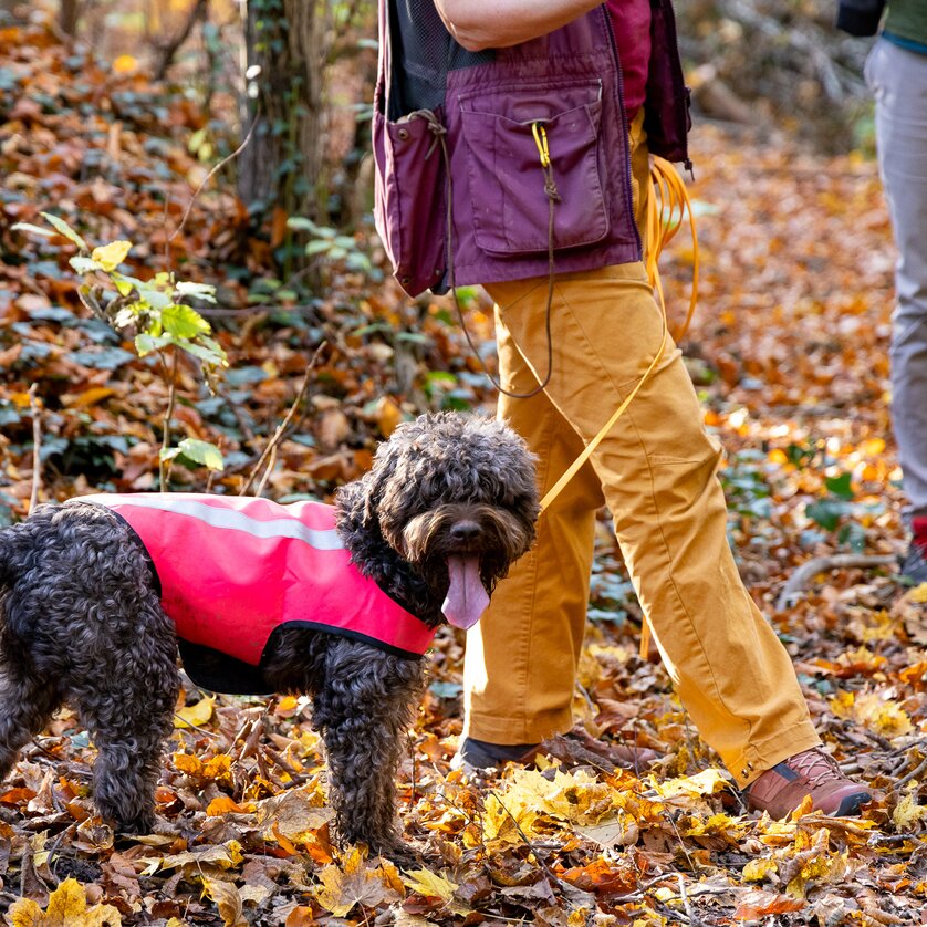 Trüffelfestival in der GenussHauptstadt Graz: Trüffelwanderung im Leechwald | © Graz Tourismus - Harry Schiffer Ein Hund in einem pinken Geschirr steht auf einem mit Laub bedeckten Weg, während Personen im Hintergrund spazieren. | © Graz Tourismus - Harry Schiffer