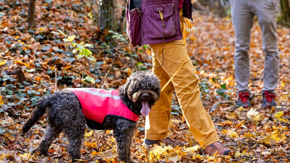 Ein Hund in einem pinken Geschirr steht auf einem mit Laub bedeckten Weg, während Personen im Hintergrund spazieren. | © Graz Tourismus - Harry Schiffer