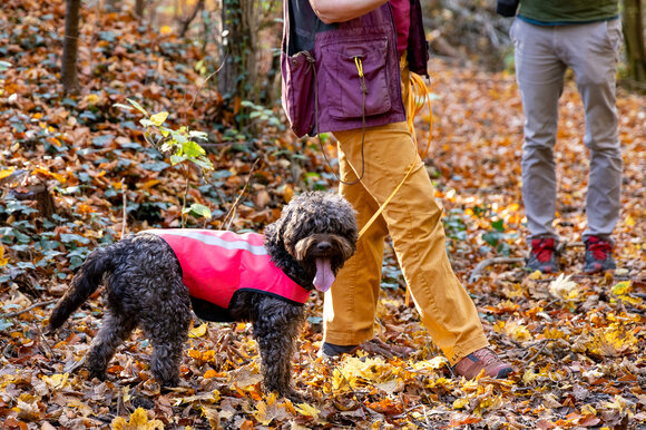 Ein Hund in einem pinken Geschirr steht auf einem mit Laub bedeckten Weg, während Personen im Hintergrund spazieren. | © Graz Tourismus - Harry Schiffer