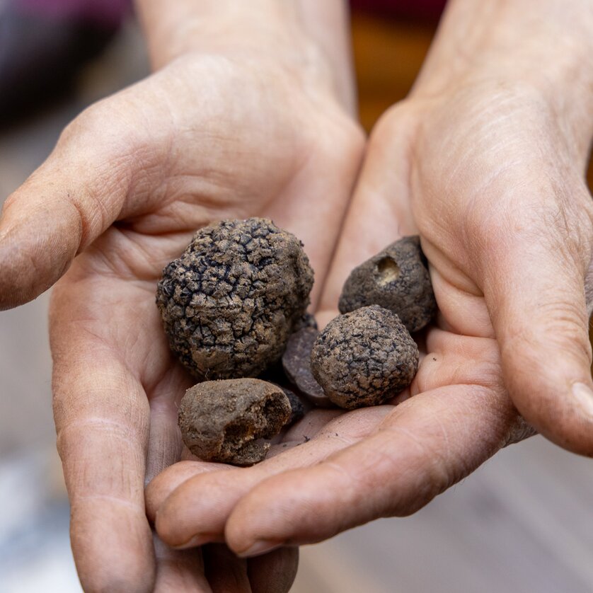 Festival del tartufo a Graz: Escursione al tartufo nella foresta di Leechwald | © Graz Tourismus - Harry Schiffer Mani che tengono diverse tartufi estratti dal terreno. | © Graz Tourismus - Harry Schiffer