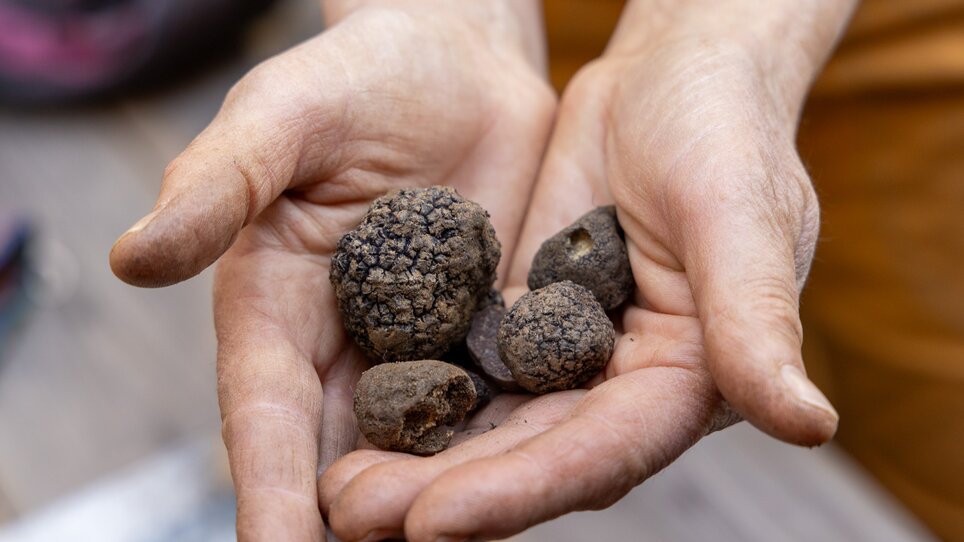 Hände halten verschiedene Trüffel, die aus der Erde geholt wurden. | © Graz Tourismus - Harry Schiffer