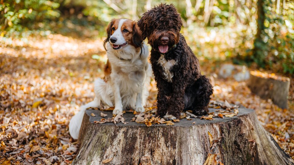 Zwei Hunde, ein brauner und ein weißer, sitzen auf einem Baumstumpf im Wald. | © Gregor Hiebl