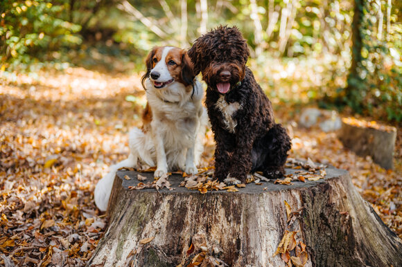 Zwei Hunde, ein brauner und ein weißer, sitzen auf einem Baumstumpf im Wald. | © Gregor Hiebl