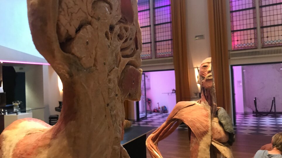 Ausstellung Echte menschliche Körper | © Echte menschliche Körper - Jeremie Sperlich