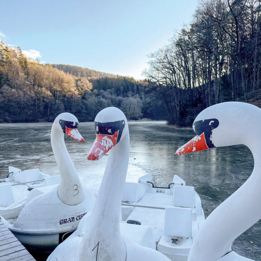 Drei Schwanenboote liegen am gefrorenen See mit einer Waldlandschaft im Hintergrund. | © Astrid Schütz -  Scroll durch dein Leben!
