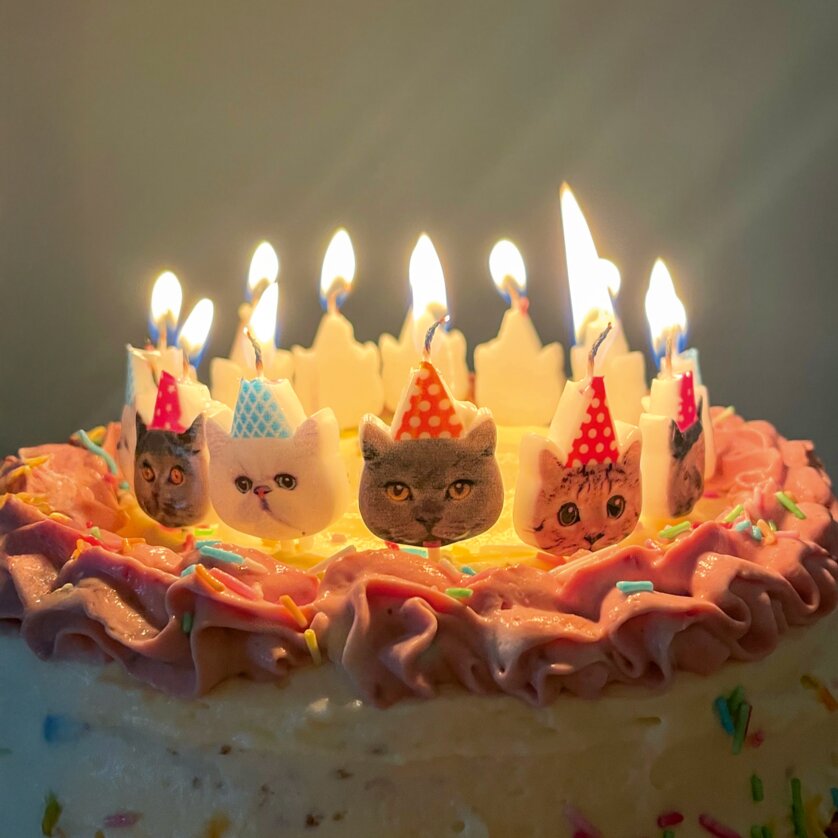 Ein bunter Kuchen mit Katzenkerzen und Toppings. | © Astrid Schütz - Scroll durch dein Leben!