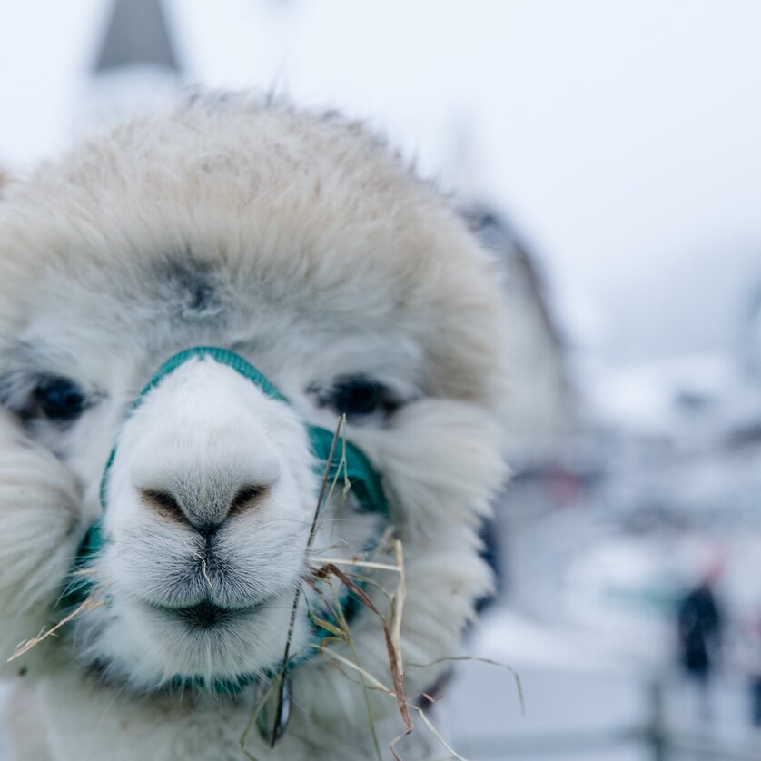 © Region Graz - Mias Photoart-18 World Alpaca Expo & Conference - Impression #1 | © Region Graz - Mias Photoart-18