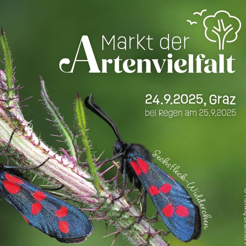 Zwei farbenfrohe Schmetterlinge auf einer Pflanze in Graz. | © Helwig Brunner - ÖKOTEAM