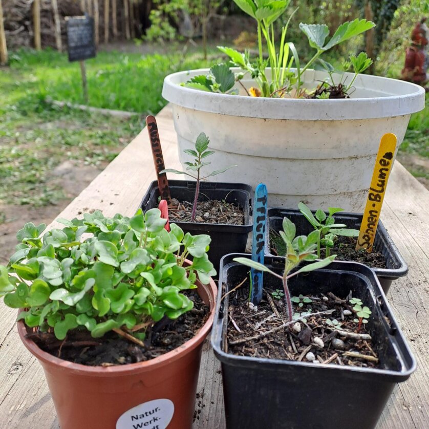 NaturWerksStadt Jungpflanzenmarkt | © NaturWerkStadt